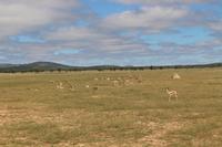 Springböcke im Etosha Nationalpark