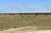 Strauße im Etosha Nationalpark
