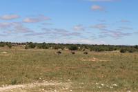 Strauße im Etosha Nationalpark