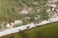 Wasserschildkröten im Etosha Nationalpark