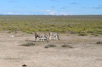 Zebras im Etosha Nationalpark