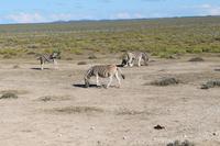 Zebras im  Etosha Nationalpark