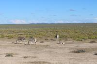 Zebras im Etosha Nationalpark