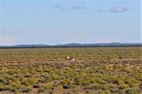 Löwe nach Erlegen eines Zebras im Etosha Nationalpark