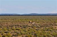 Löwe nach Erlegen eines Zebras im Etosha Nationalpark