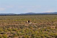 Löwe nach Erlegen eines Zebras im Etosha Nationalpark