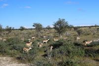 Springböcke im Etosha Nationalpark