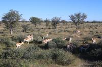 Springböcke im Etosha Nationalpark