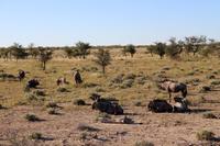 Gnus im Etosha Nationalpark