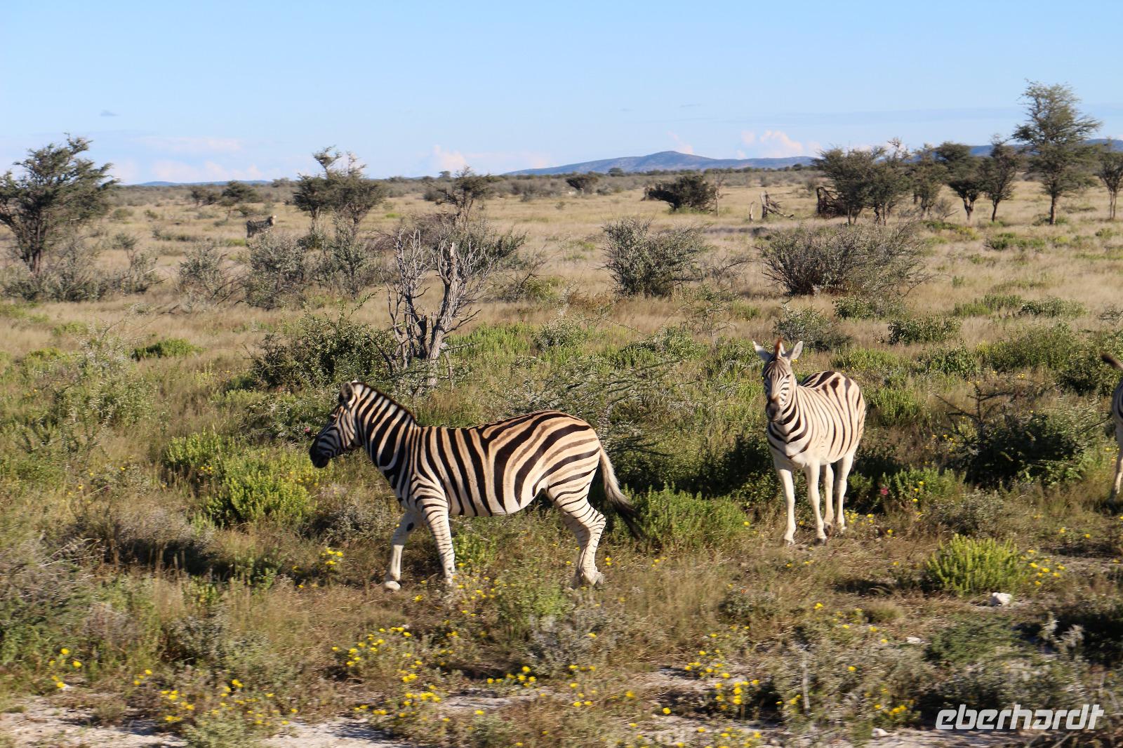Zebras im Etosha Nationalpark