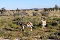 Zebras im Etosha Nationalpark