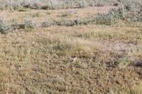 Gackeltrappe im Etosha Nationalpark