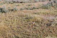 Gackeltrappe im Etosha Nationalpark
