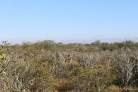 Khudu im Etosha Nationalpark