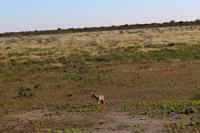 Schakal im Etosha Nationalpark