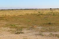 Schakal im Etosha Nationalpark