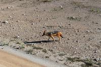 Schakal im Etosha Nationalpark