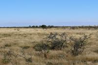 Steppenfalke im Etosha Nationalpark