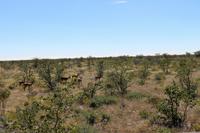 Schwarznasenimpala im Etosha Nationalpark