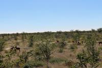 Schwarznasenimpala im Etosha Nationalpark