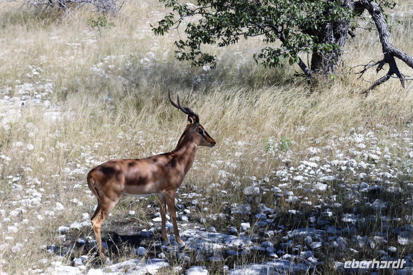 Schwarznasenimpala im Etosha Nationalpark