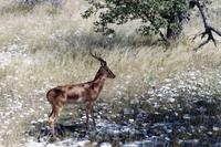 Schwarznasenimpala im Etosha Nationalpark