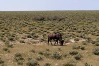 Gnu im Etosha Nationalpark