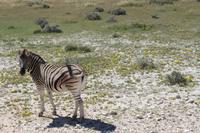 Zebra im Etosha Nationalpark