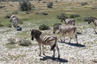 Zebras im Etosha Nationalpark
