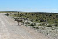 Zebras im Etosha Nationalpark