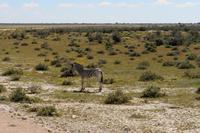 Zebra im Etosha Nationalpark
