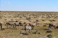 Zebras im Etosha Nationalpark