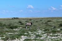 Oryx im Etosha Nationalpark