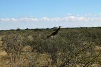 Giraffen im Etosha Nationalpark