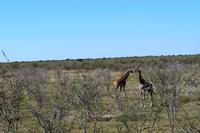 Giraffen im Etosha Nationalpark