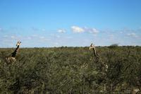 Giraffen im Etosha Nationalpark