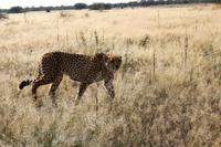 Gepard auf der Eldorado Farm