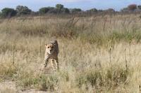 Gepard auf der Eldorado Farm