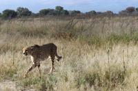 Gepard auf der Eldorado Farm