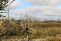 Leopard auf der Eldorado Farm