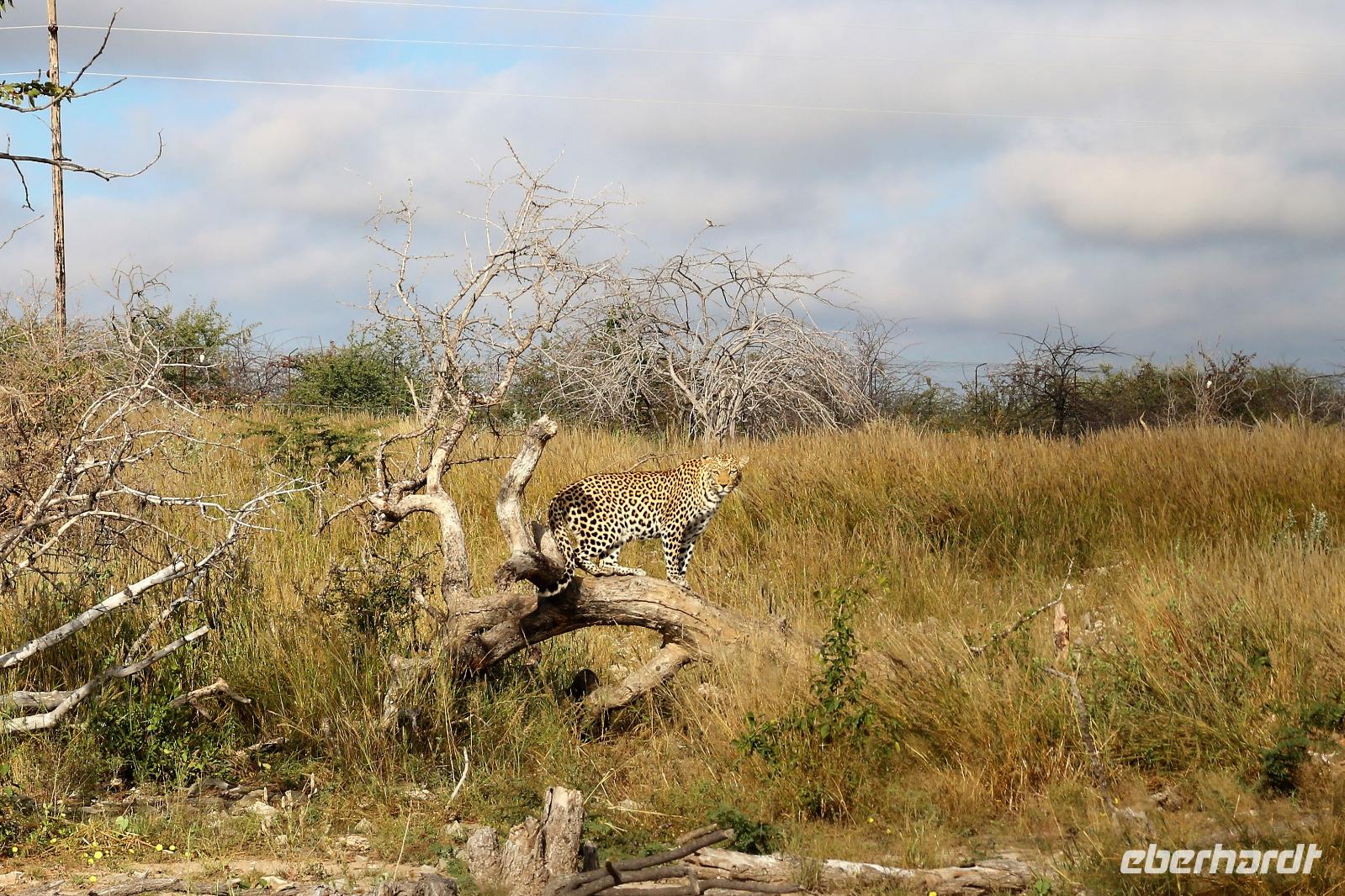 Leopard auf der Eldorado Farm