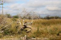 Leopard auf der Eldorado Farm