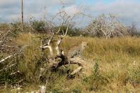 Leopard auf der Eldorado Farm