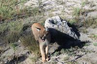 Karakal auf der Eldorado Farm
