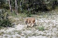 Karakal auf der Eldorado Farm