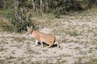 Karakal auf der Eldorado Farm