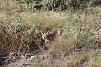 Karakal auf der Eldorado Farm