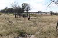 Braune Hyäne auf der Eldorado Farm