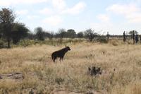 Braune Hyäne auf der Eldorado Farm