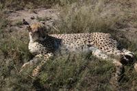 Gepard auf der Eldorado Farm